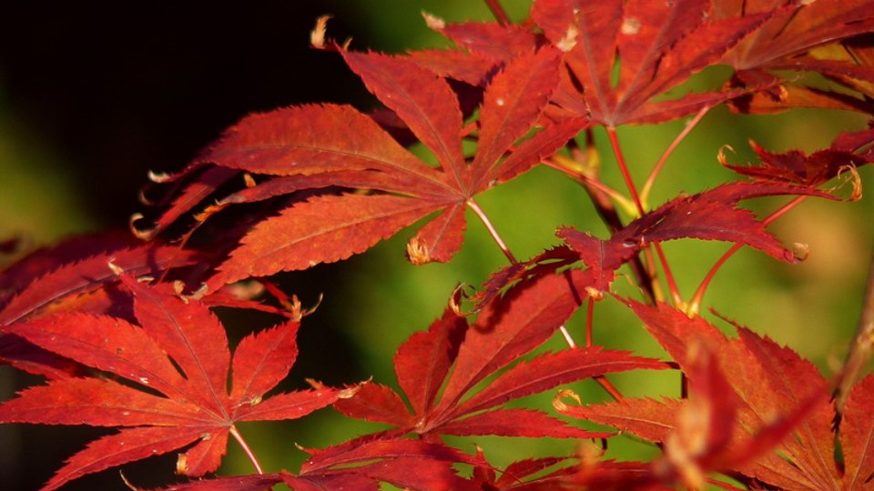 Monatsbilder Oktober