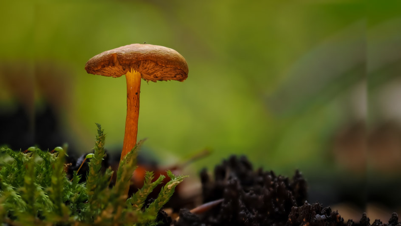 Monatsbilder Oktober